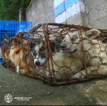 Tr&aacute;fico de animales fomenta enfermedades infecciosas: ONU