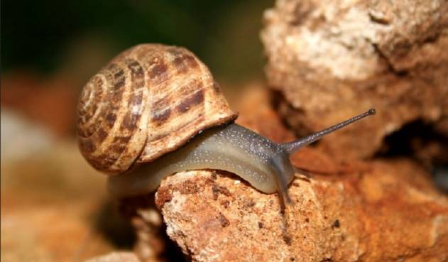 Estudian veneno de caracol para combatir dolor crónico