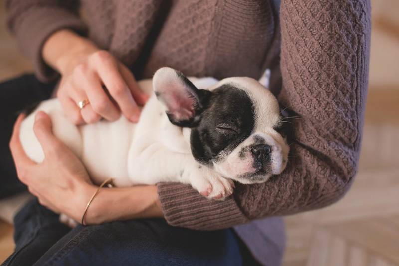 Lanza PAOT plataforma de adopción de mascotas