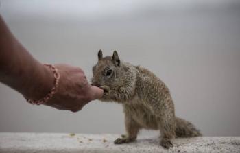 Ardilla con peste bub&oacute;nica en Colorado