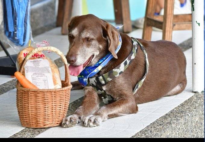Asaltan a perrito repartidor de comida