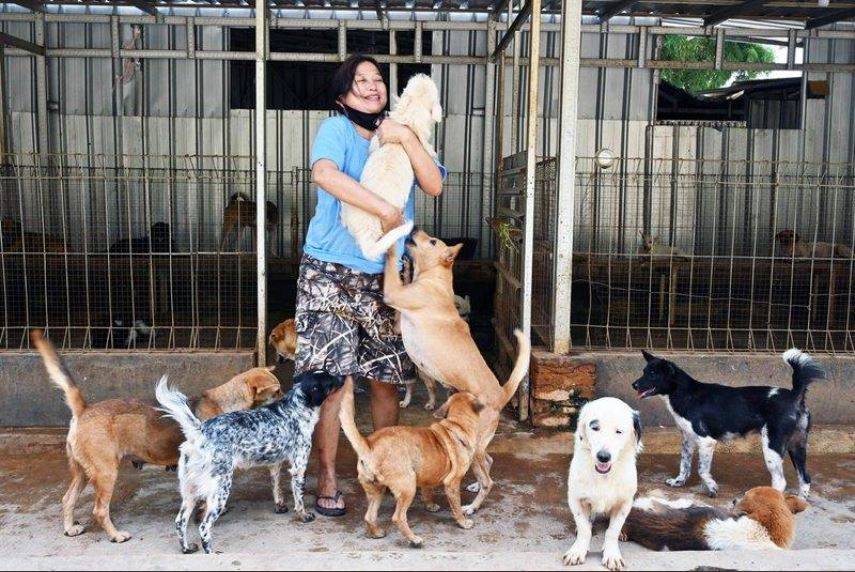 Más de mil perros fueron rescatados por una mujer en Indonesia