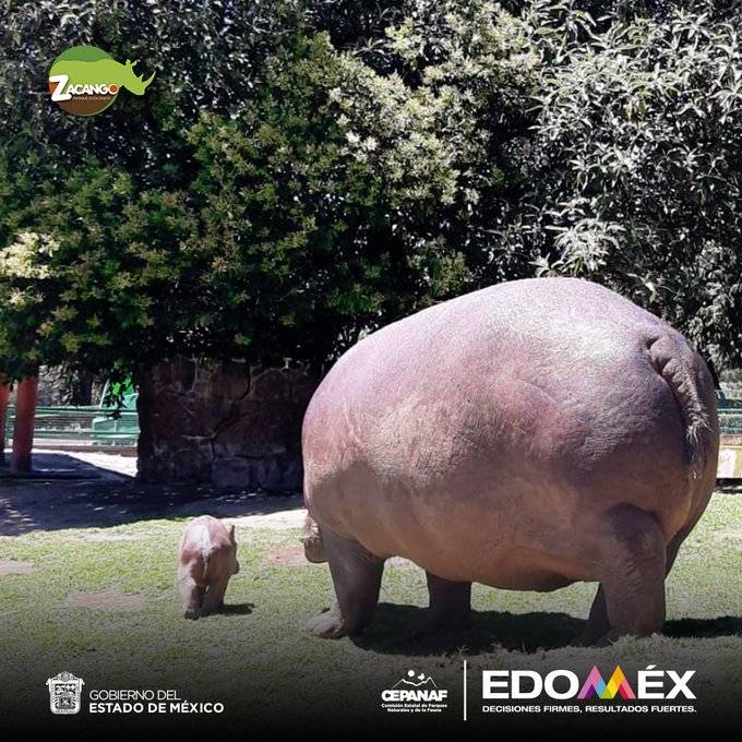 Nace hipopótamo del Nilo en Zacango, Estado de México