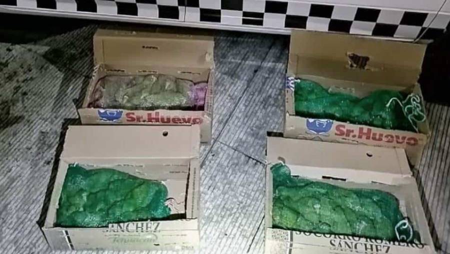 Rescata Guardia Nacional 60 loros en la México-Puebla