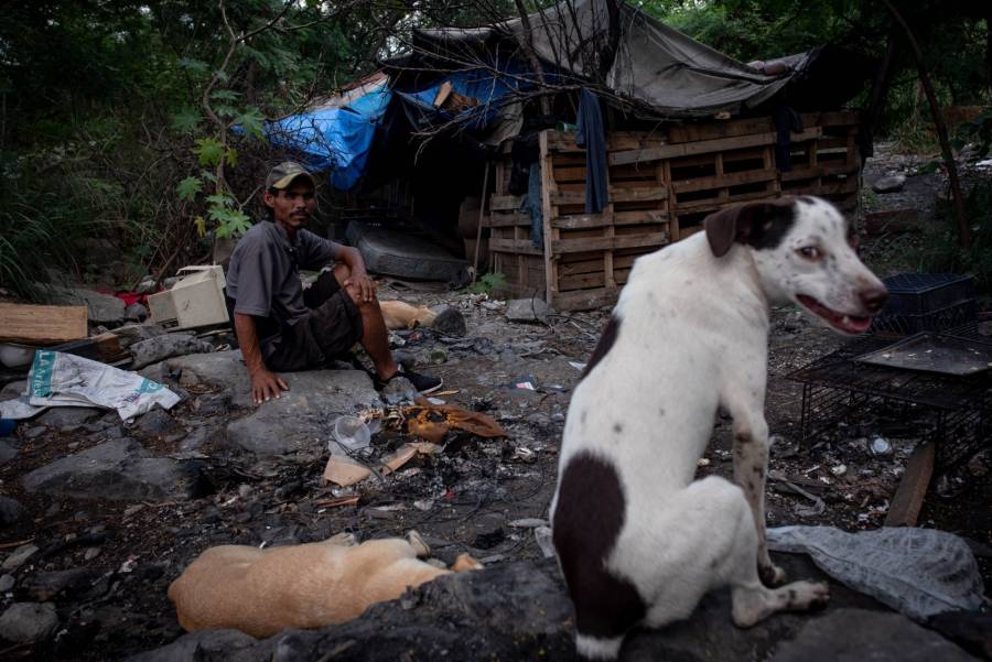¡Día Mundial del Perro! 80 por ciento son callejeros en México