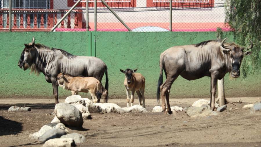 PREPARADO ZOOLÓGICO DE NEZA PARA REABRIR EN CUANTO HAYA CONDICIONES