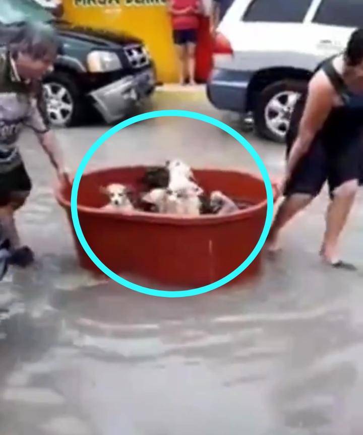 Video: Familia rescata a sus mascotas del Huracán Hanna