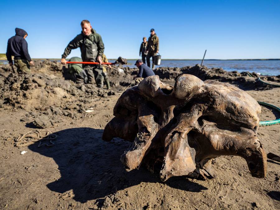 Hallan esqueleto completo de mamut en un lago del Ártico ruso