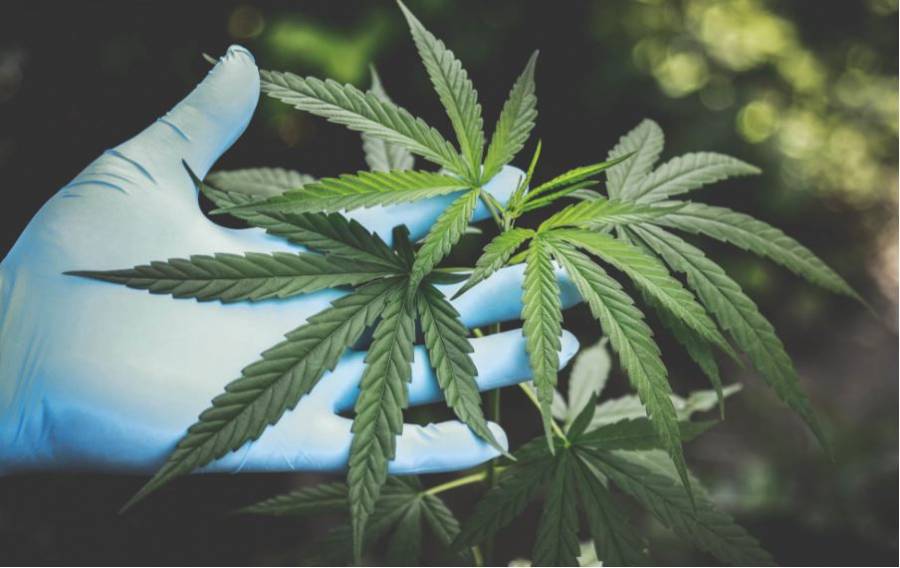 Ssa presenta reglamento para uso medicinal de marihuana