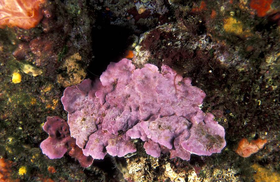 Algas coralinas, el equilibrio del ecosistema en Riviera Maya