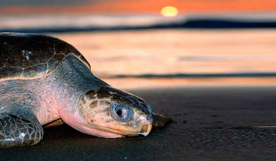 Nidos de miles de tortugas en playa de Puerto Escondido