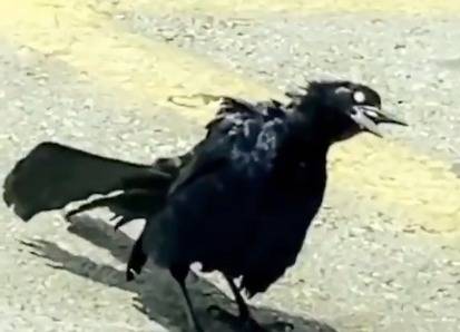 El pájaro zombi sacude redes