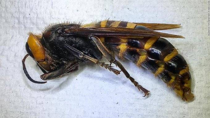 Ya capturaron al primer avisp&oacute;n gigante de Asia en Estados Unidos