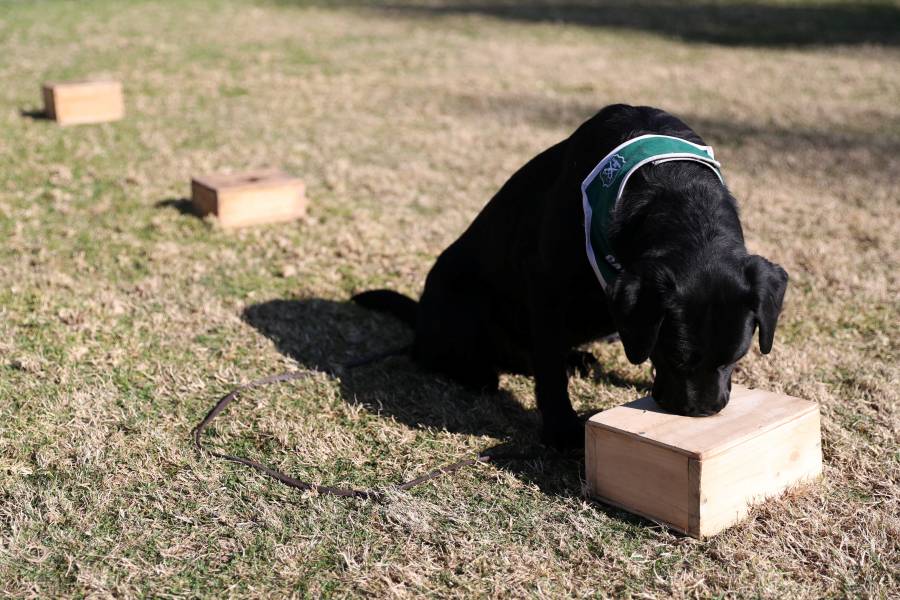 De caza explosivos a rastreadores  de Covid, entrenan perros en Chile