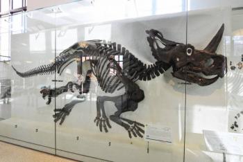 Localizan por primera vez c&aacute;ncer de hueso en f&oacute;sil de dinosaurio