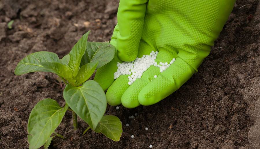 PLANTA DE FERTILIZANTES DE AMONIO EN TOPOLOBAMPO, SÓLO CON CONSULTA CIUDADANA