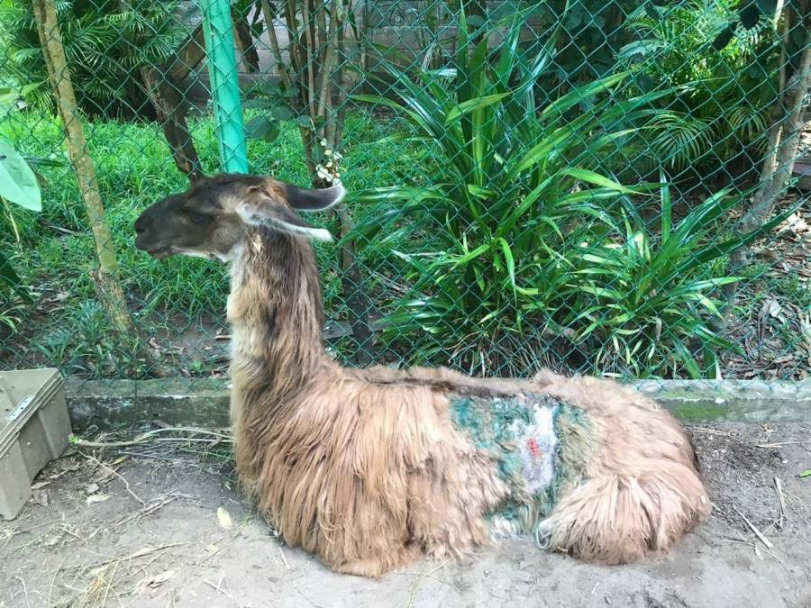 AZCARM pide a Gobierno de Veracruz atender a animales del zoológico Miguel A. de Quevedo