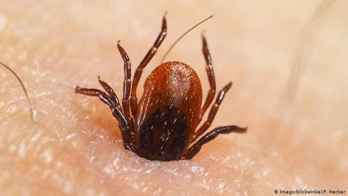 China: Otro virus que se transmite por picaduras de garrapatas