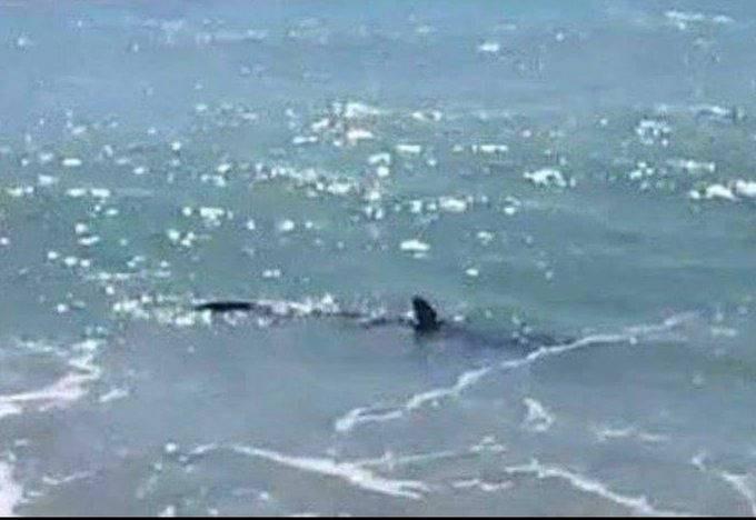 ¡Aguas! Ya habría tiburones en Los Cabos