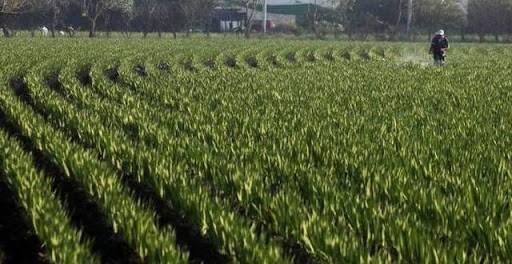 Ambientalistas exhortan a AMLO terminar con uso del glifosato en México