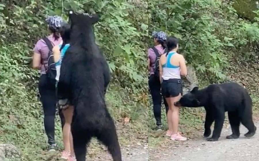 Denunciará diputada del PAN castración del oso negro de Monterrey