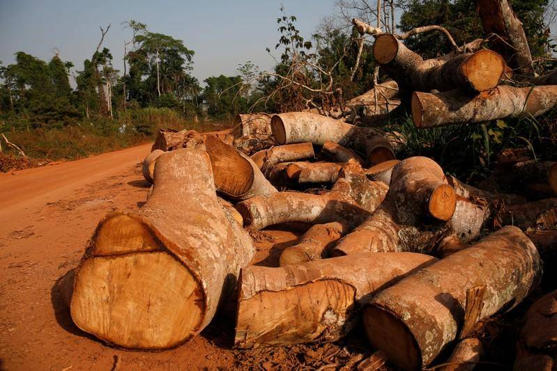 La deforestación, una posible causa para la aparición de nuevas pandemias