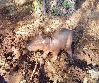Zool&oacute;gicos de M&eacute;rida reportan 79 nacimientos de ejemplares durante pandemia