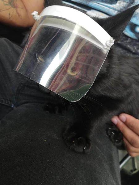 Ya hay caretas para gatos por Covid-19