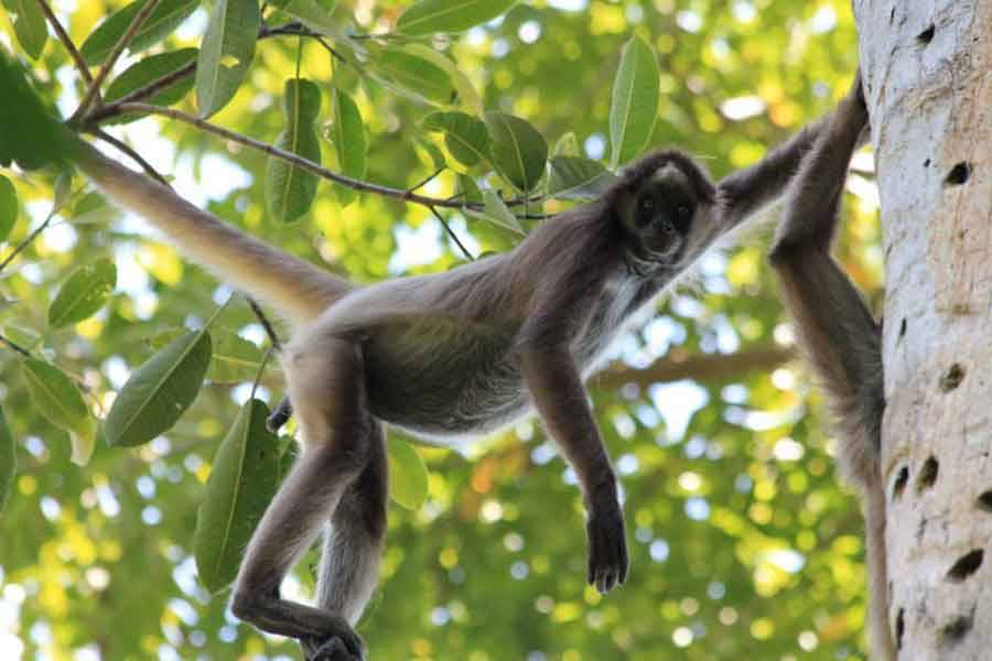 MONOS ARAÑA ACTÚAN COMO COMPUTADORAS COLECTIVAS