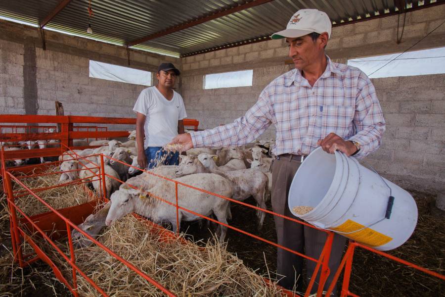 Ocho mil becarios de J&oacute;venes Construyendo el Futuro como aprendices en Producci&oacute;n para el Bienestar