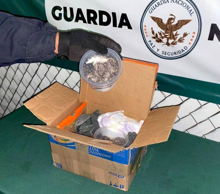 GN intercepta envío de especies protegidas que viajaban de Yucatan a Monterrey