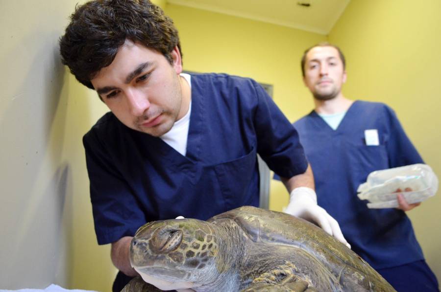 El Partido Verde reconoce la labor de los veterinarios en México