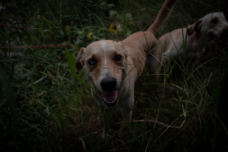 Vinculan a proceso a sujeto que mató a un perrito en Nezahualcóyotl