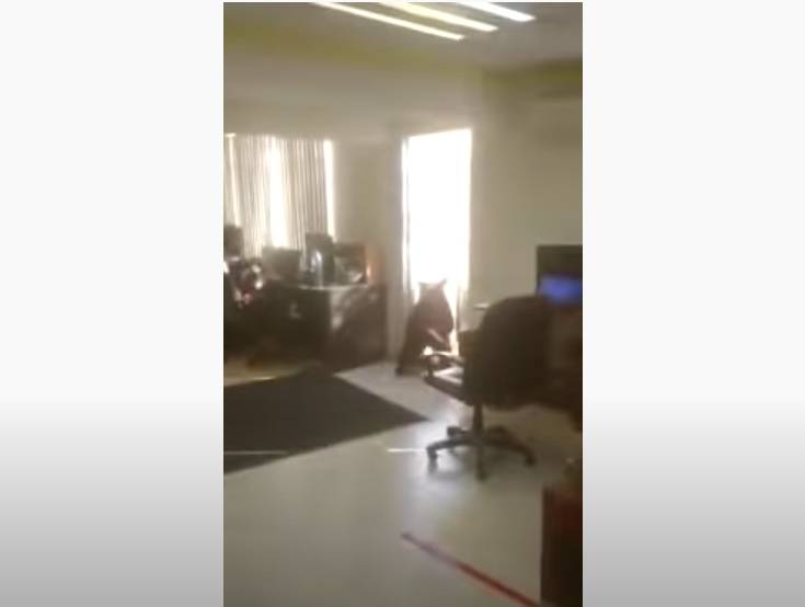 VIDEO: Oso negro se aparece en oficina de Nuevo León e interactúa con empleado