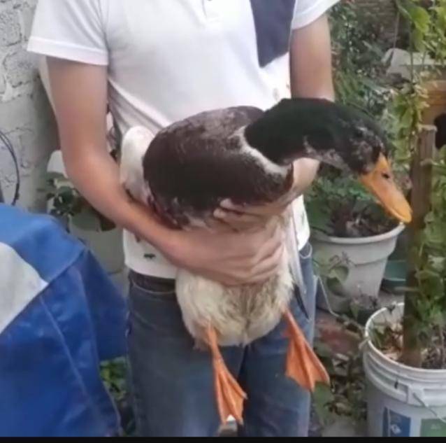 Alumno que ofreció a su pato a cambio de una computadora ya recibió ayuda