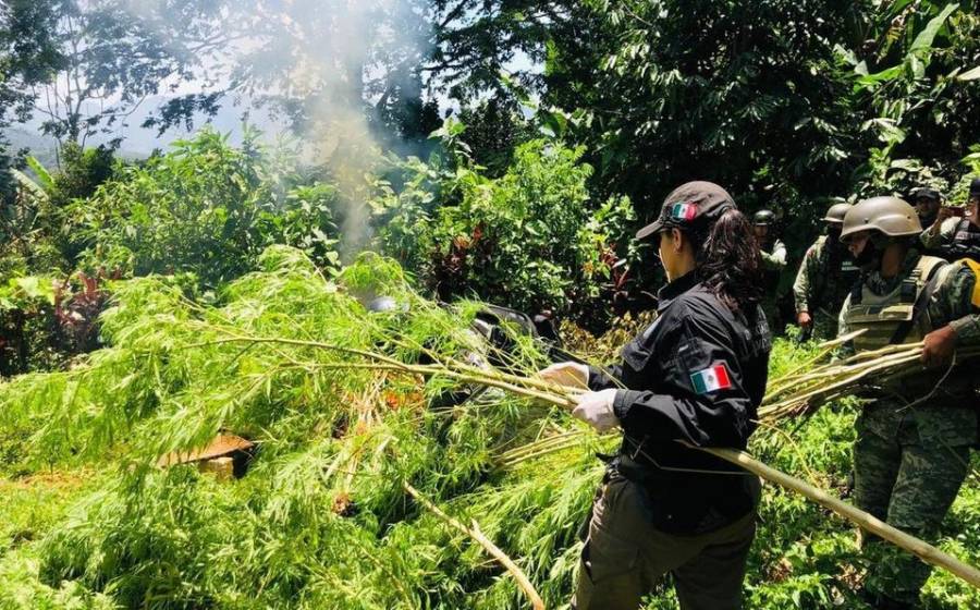 Queman mas de 2 mil 160 plantas de marihuana en Chiapas