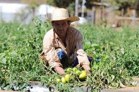 Agricultura realiza foro para incrementar las exportaciones de productos agroalimentarios a Japón
