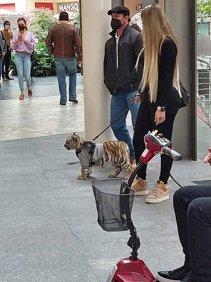 Causa indignaci&oacute;n el paseo del peque&ntilde;o tigre de Bengala en plaza de Polanco