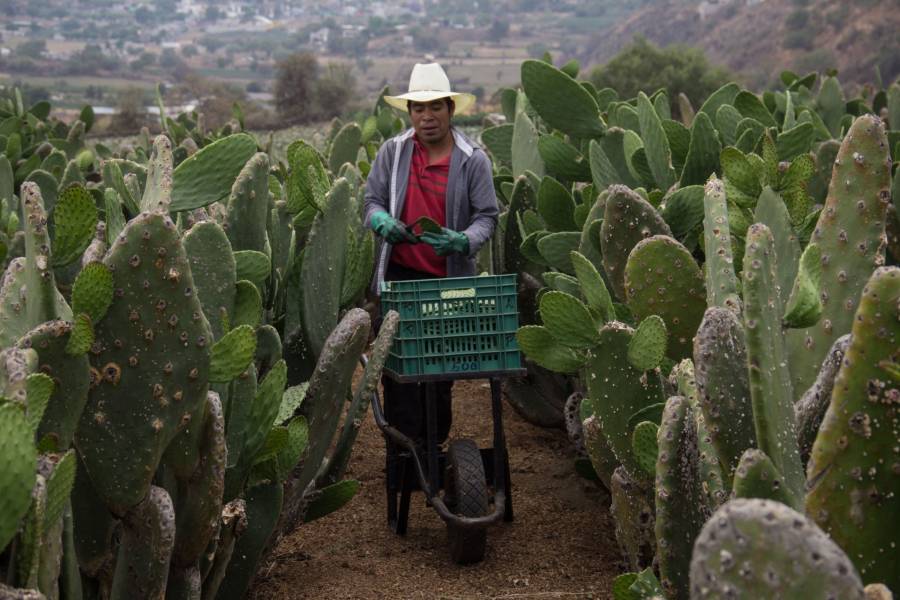 Expomovil de productos locales en Milpa Alta