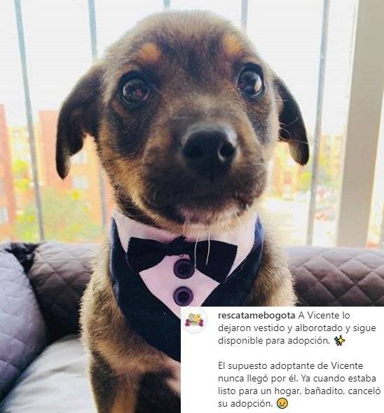 Perrito que dejaron plantado el d&iacute;a de su adopci&oacute;n se convierte en tendencia