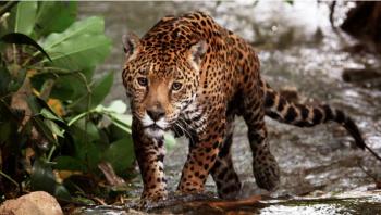 El mundo perdi&oacute; 70% de la fauna salvaje  en 50 a&ntilde;os: Fondo Mundial para la Naturaleza