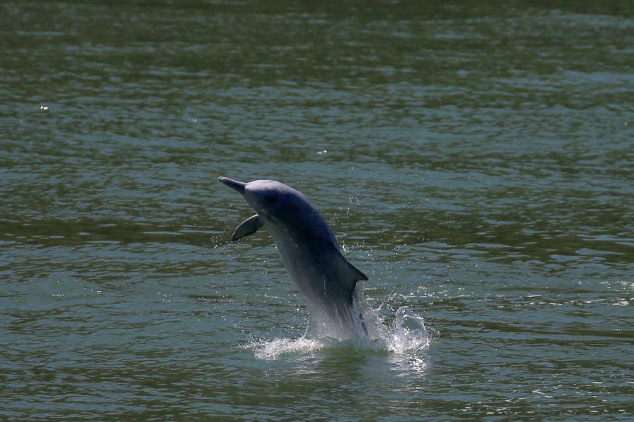 Delfines jorobado en Hong Kong por confinamiento por Covid-19