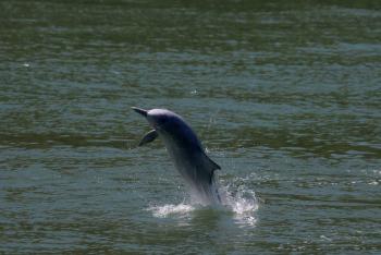 Delfines jorobado en Hong Kong por confinamiento por Covid-19