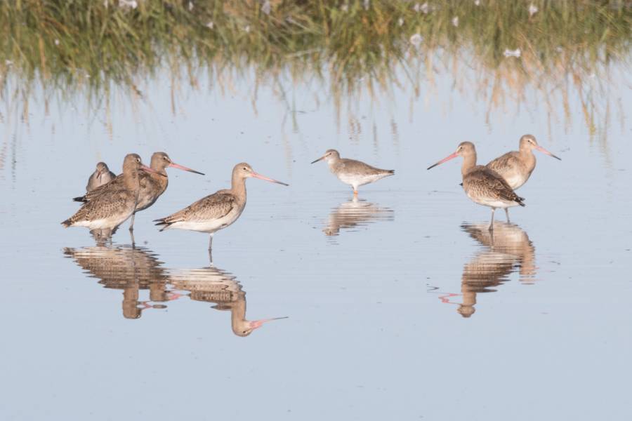 Se acerca la sexta extinción masiva en el planeta: ONU