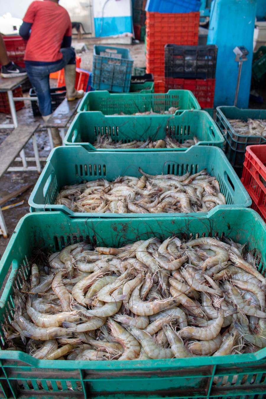 Registran pescadores captura de 290.15 toneladas en el primer d&iacute;a de zafra camaronera