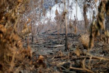 Pa&iacute;ses europeos instan a Brasil a tomar medidas contra la deforestaci&oacute;n del Amazonas