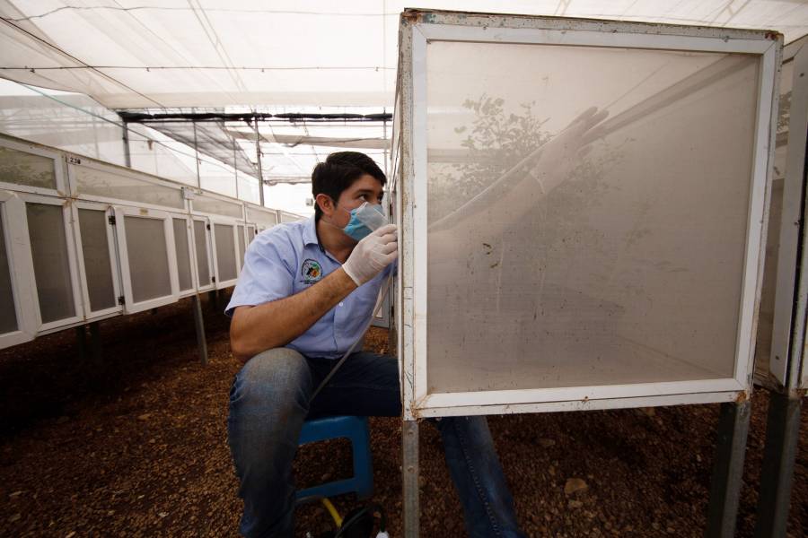 Reconocen labor a México y países latinoamericanos para abastecer alimentos durante contingencia sanitaria