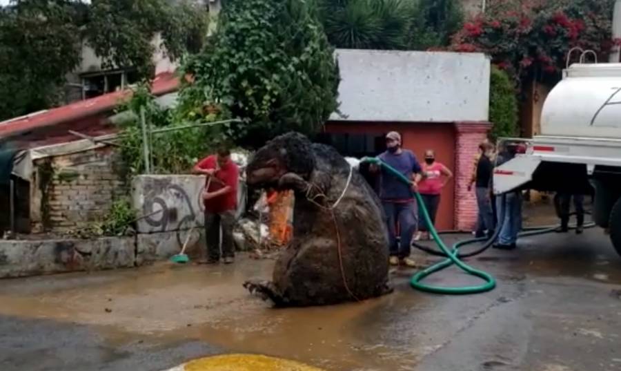 Encuentran a rata gigante en las alcantarillas de la Magdalena Contreras