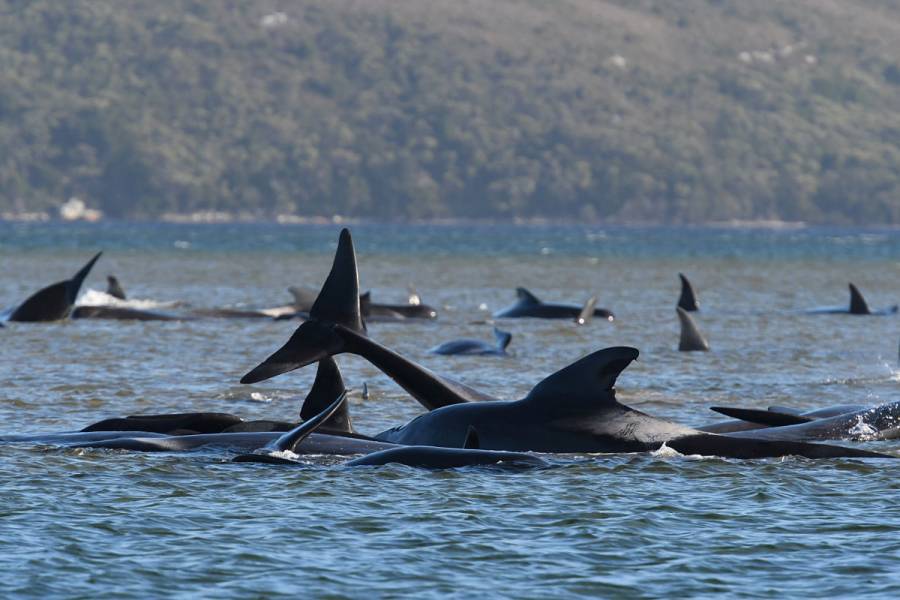 Cientos de ballenas quedan varadas en costa de Australia