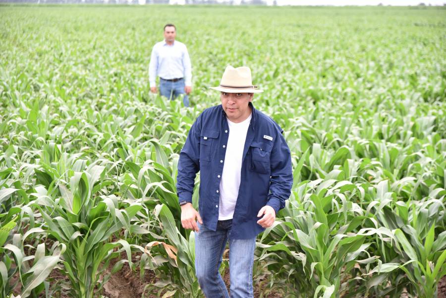 M&aacute;s ma&iacute;z en menos espacio, ofrecen mexicanos de Bayer